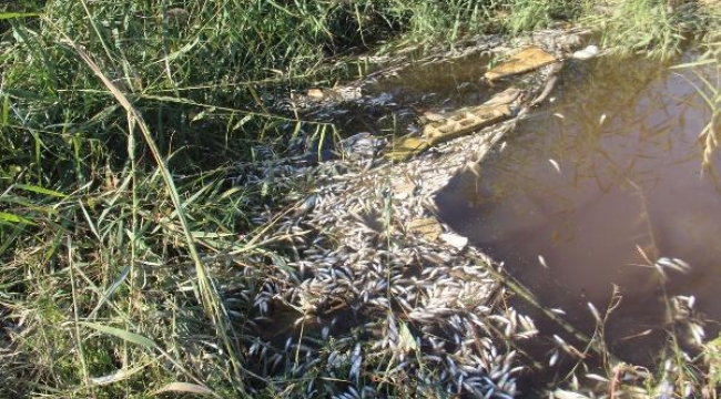 Menderes Nehri'nde atık nedeniyle binlerce balık öldü