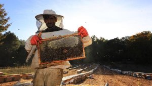 Muğla Büyükşehir Belediyesi'nden 'Temiz Petek Projesi'