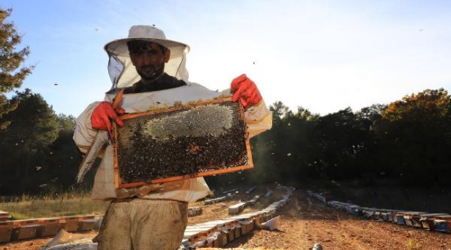 Muğla Büyükşehir Belediyesi'nden 'Temiz Petek Projesi'