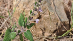 Muğla'da yeni bir kaside çiçeği türü bulundu