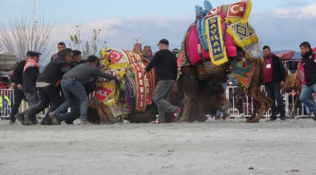 Pehlivan develer köyün ihtiyaçları için güreşti