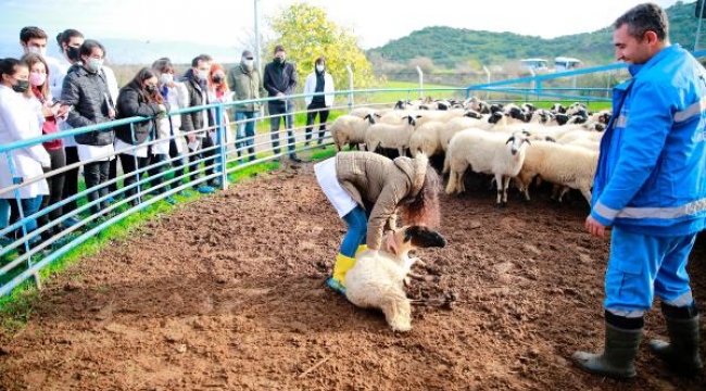 Sakız koyunu çiftliğinde ders işlediler
