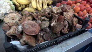 Sofraların lezzeti çıntar mantarı çıkar çıkmaz tükendi