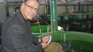 Şok! Levreklerde ölümcül hastalık türü saptandı