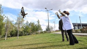 Tedavileri yapılan kızıl şahin ile baykuş doğaya bırakıldı