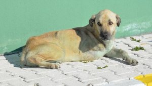 Trenin altında kalan 'Güçlü' hayata tutundu