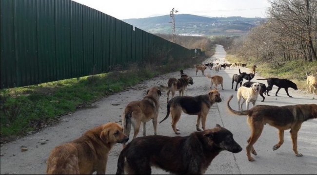 Valiliklere sokak hayvanlarını toplayın talimatı