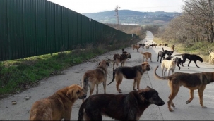 Valiliklere sokak hayvanlarını toplayın talimatı