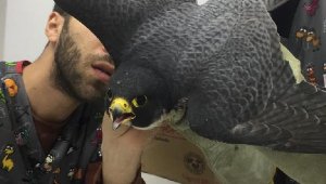 Yaralı atmacayı ceketiyle yakalayıp, veterinere götürdü