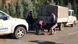 Yaralı bulunan köpek için jandarma seferber oldu