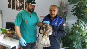 Yaralı şahini zabıta ekiplerinin dikkati kurtardı