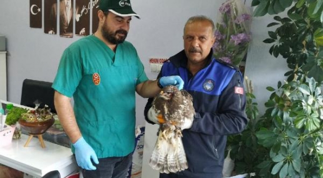 Yaralı şahini zabıta ekiplerinin dikkati kurtardı