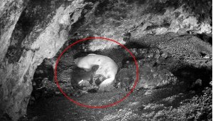 Yeni doğan Akdeniz foku görüntülendi