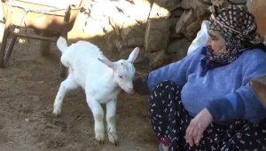 3 bacaklı doğan oğlak yaşama tutundu