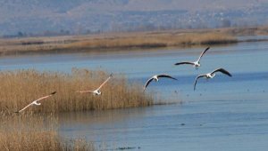 3 gölde, 33 türden 22 bin kuş tespit edildi