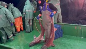 Ağlara yakalanan 2 köpek balığı denize salındı