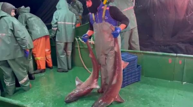 Ağlara yakalanan 2 köpek balığı denize salındı