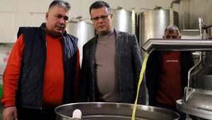 Alaşehir'de zeytin üretimi artıyor