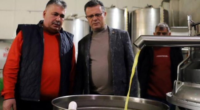 Alaşehir'de zeytin üretimi artıyor