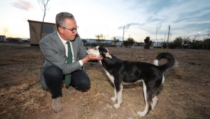 Arta kalan gıdalar sokak hayvanlarına mama olacak