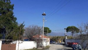 Aydın'a leylekler ilk kez ocak ayında geldi