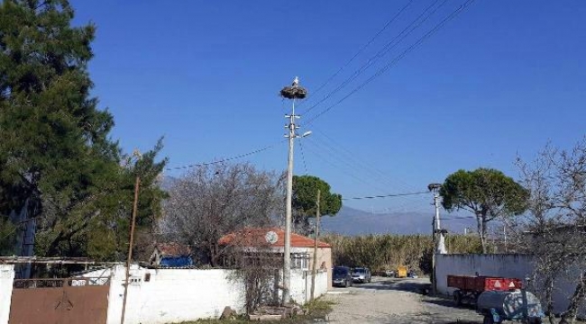 Aydın'a leylekler ilk kez ocak ayında geldi