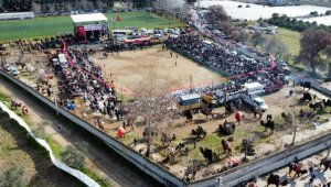 Aydın'da düzenlenen deve güreşi festivaline yoğun ilgi
