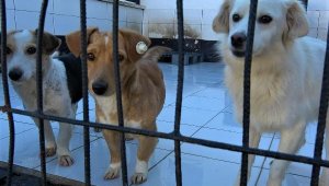 Balıkesir'de her yıl bine yakın kimsesiz can dostlar sahiplendiriliyor