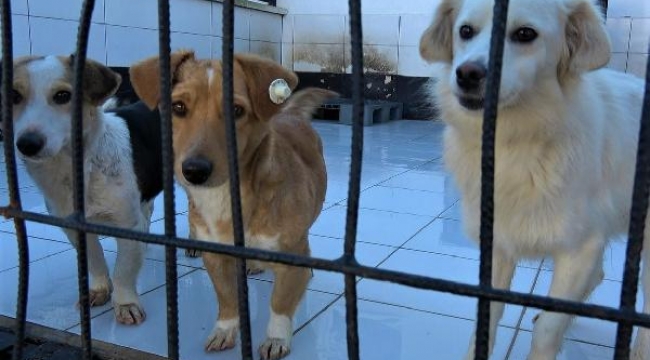 Balıkesir'de her yıl bine yakın kimsesiz can dostlar sahiplendiriliyor