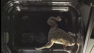 Bilim insanları kopan bacağı büyütmeyi başardı