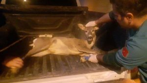 Bitkin halde bulunan karaca bakıma alındı