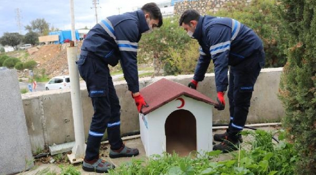 Bodrum Belediyesi ve STK'lerden sokak hayvanları için ortak proje