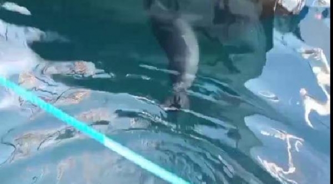Bodrum'da Akdeniz foku görüldü