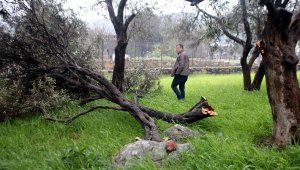 Bodrum'da hortum, ağaçların dallarını kırdı