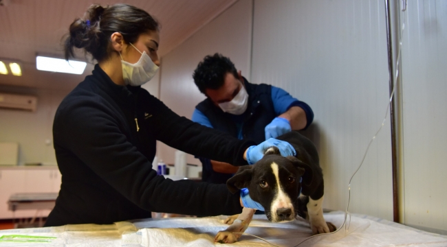 Bornova'da 33 bin sokak hayvanı kısırlaştırıldı