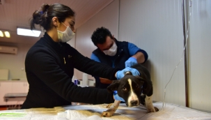 Bornova'da 33 bin sokak hayvanı kısırlaştırıldı