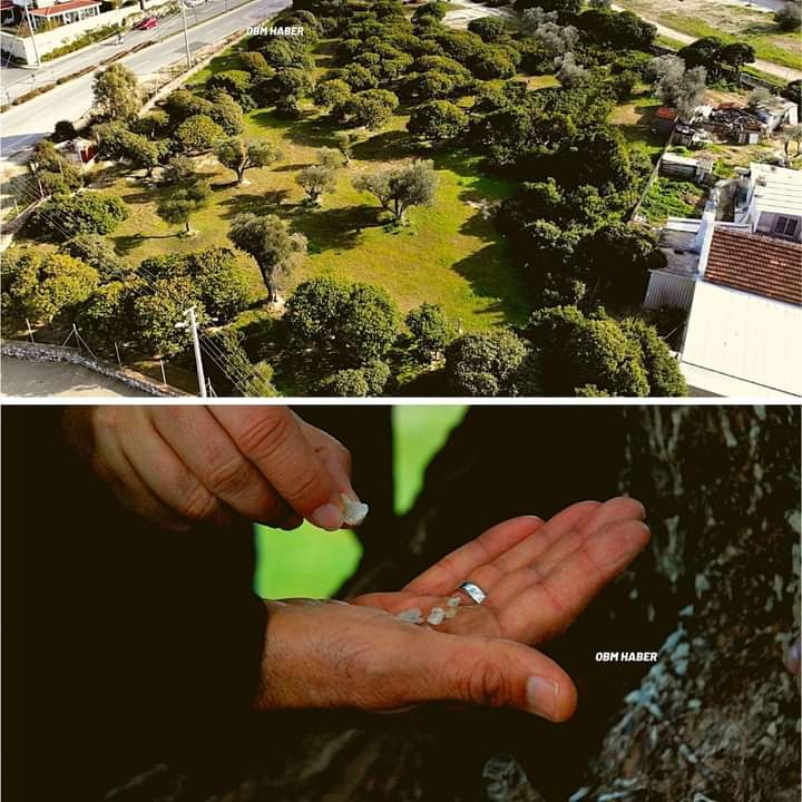 Çeşme'de 3 bin ağaçtan 50 kilo sakız üretildi