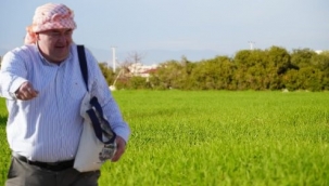 Çeşme'nin yulafları yeşermeye başladı