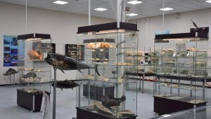 'Deniz Canlıları Koleksiyon Merkezi'nde tek örnekler sergileniyor