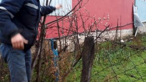 Erik ağacı ocak ayında çiçek açtı