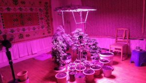 Evinde uyuşturucu yetiştiren şüpheli tutuklandı