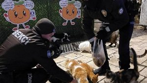 Helal olsun Bodrum'un polislerine