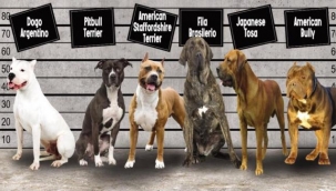 İzmir'de 2541 tehlikeli köpeğe çip takıldı