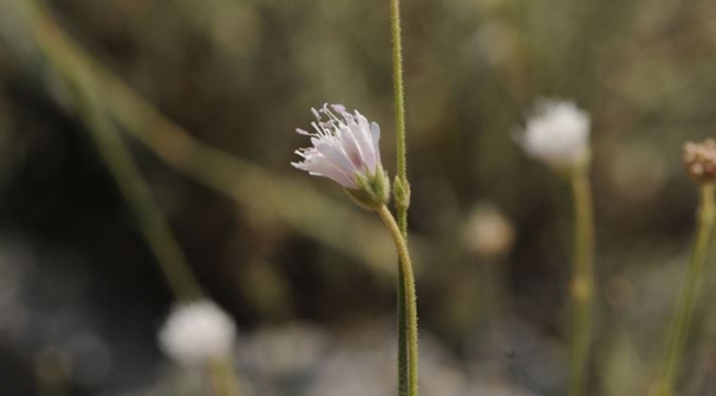 İzmir'de keşfedilen yeni bitki türü: Efe çenberi