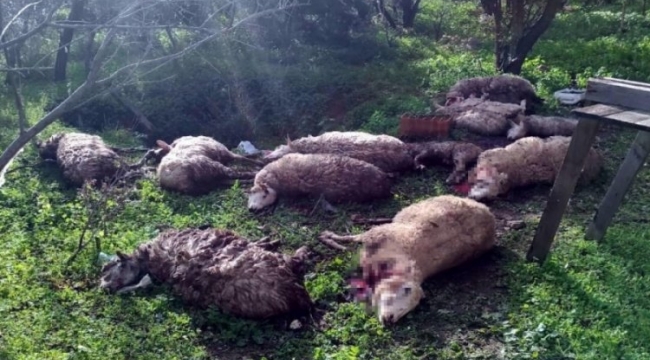 Koyunlarını parçalanmış bulunca; 2 köpeği öldürdü