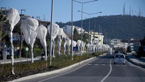 Kuşadası'nda ağaçlara özel koruma