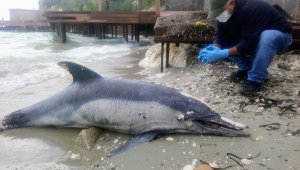 Kuşadası'nda sahile ölü yunus vurdu