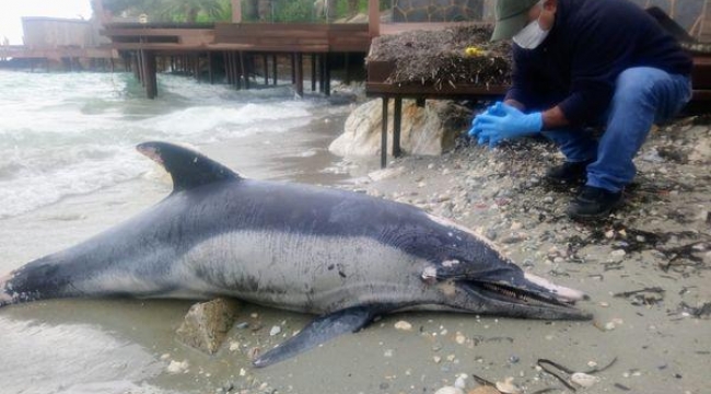 Kuşadası'nda sahile ölü yunus vurdu