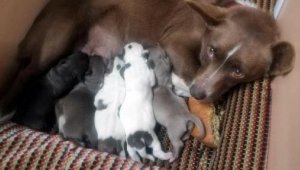 Linda ve 5 yavrusu yangında öldü