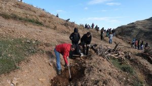 Manisa'da yanan alanda 300 bin fidan toprakla buluşturuldu